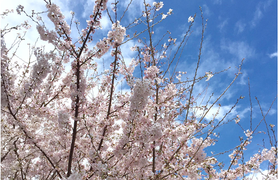 桜